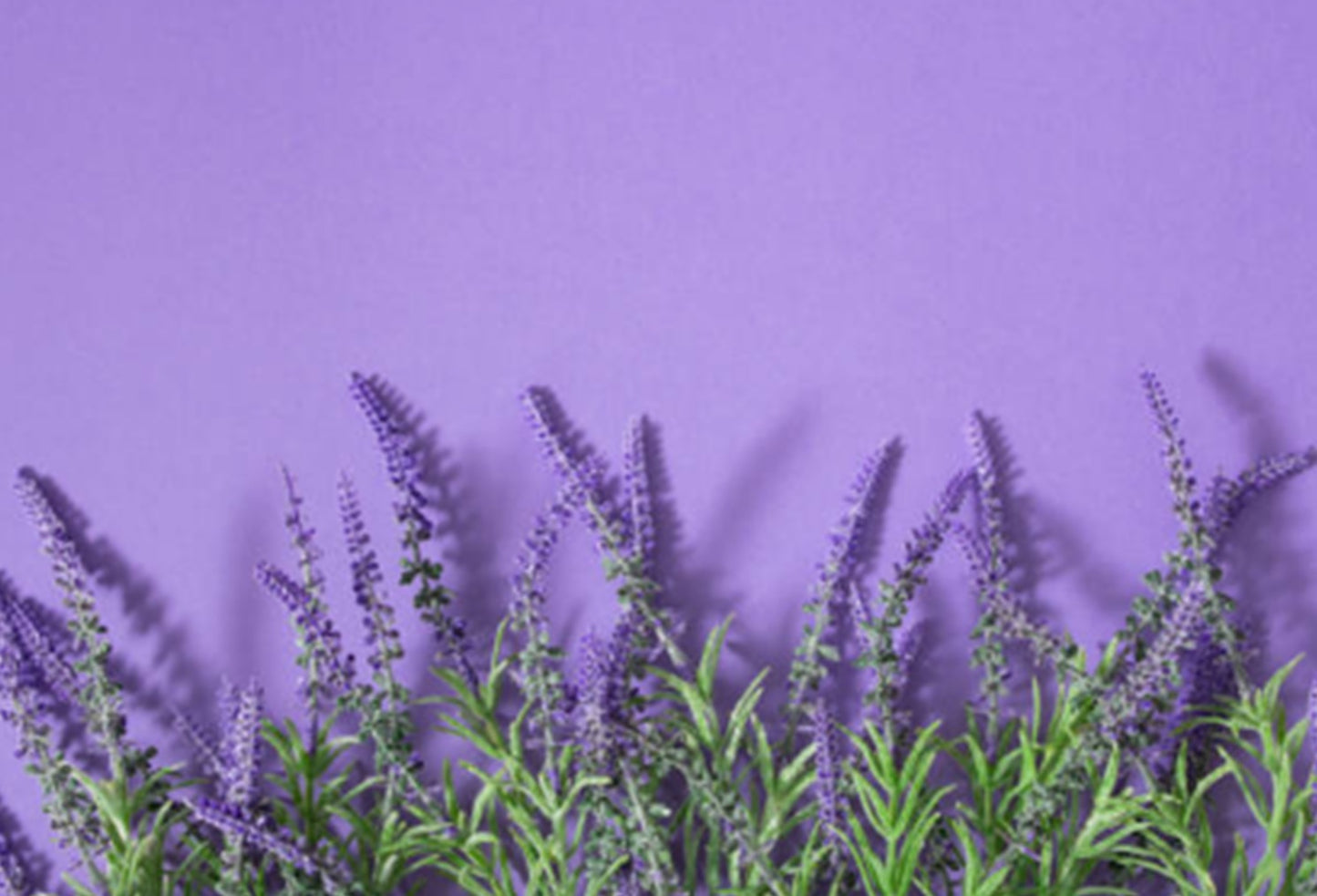 Color Morado Púrpura